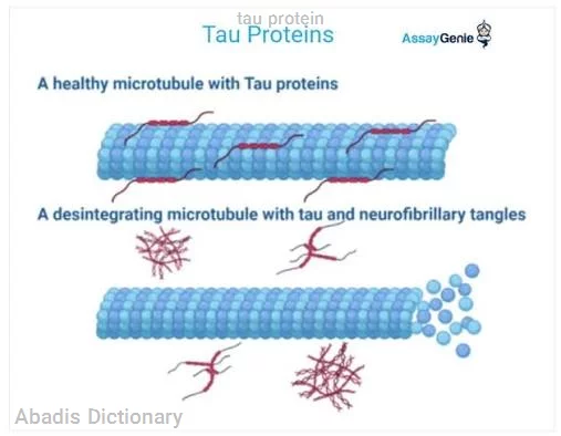 tau protein